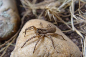 Olasz mítosz a tarantulról és a spider-exiles of németországról